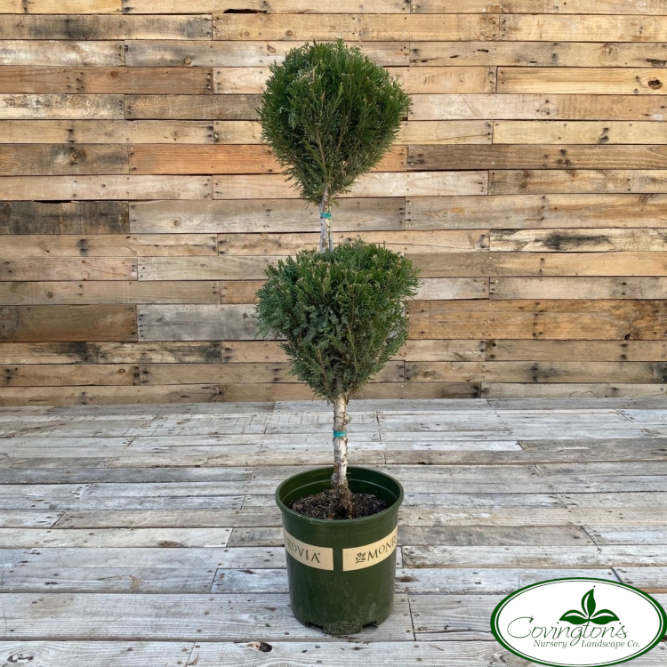 JUNIPER mint julep poodle