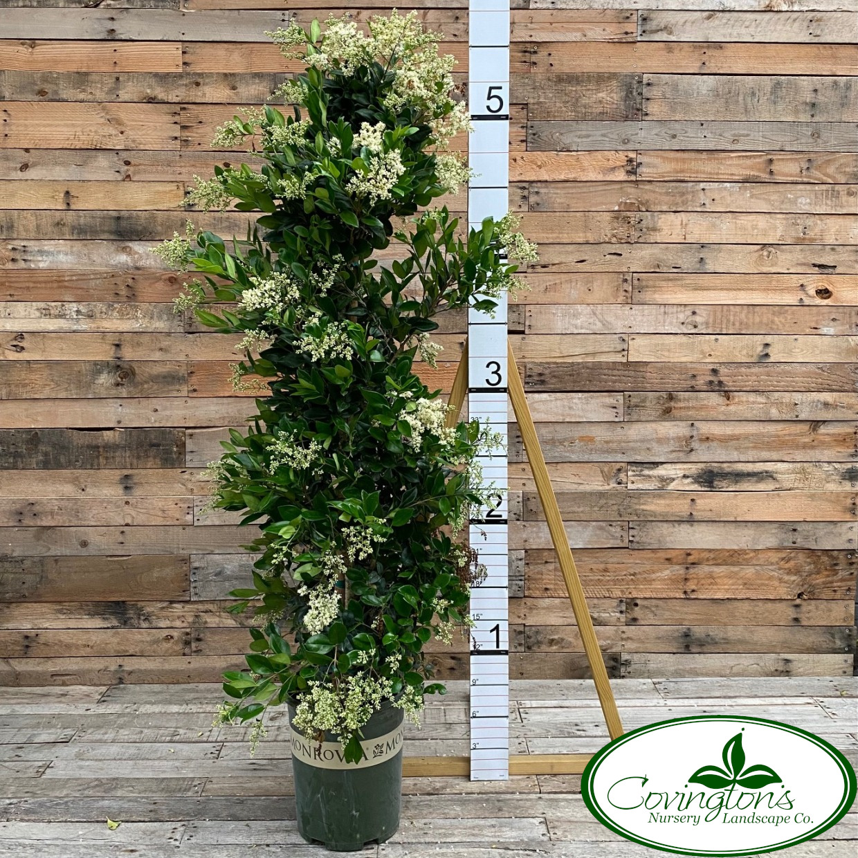 LIGUSTRUM pyramid