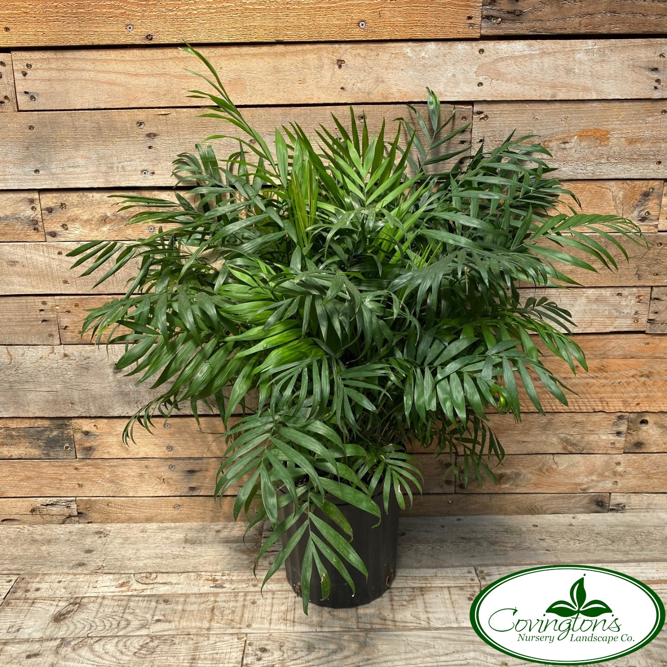 PALM neanthe bella  Covingtons