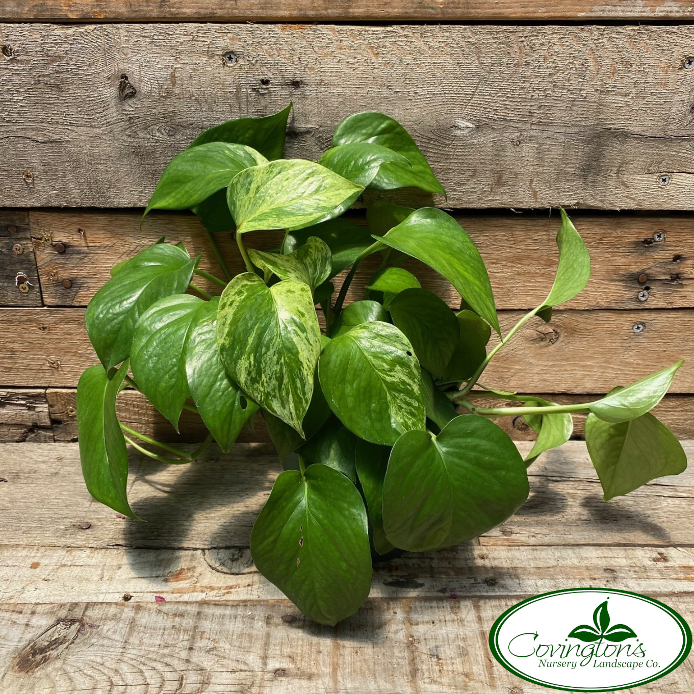 POTHOS golden