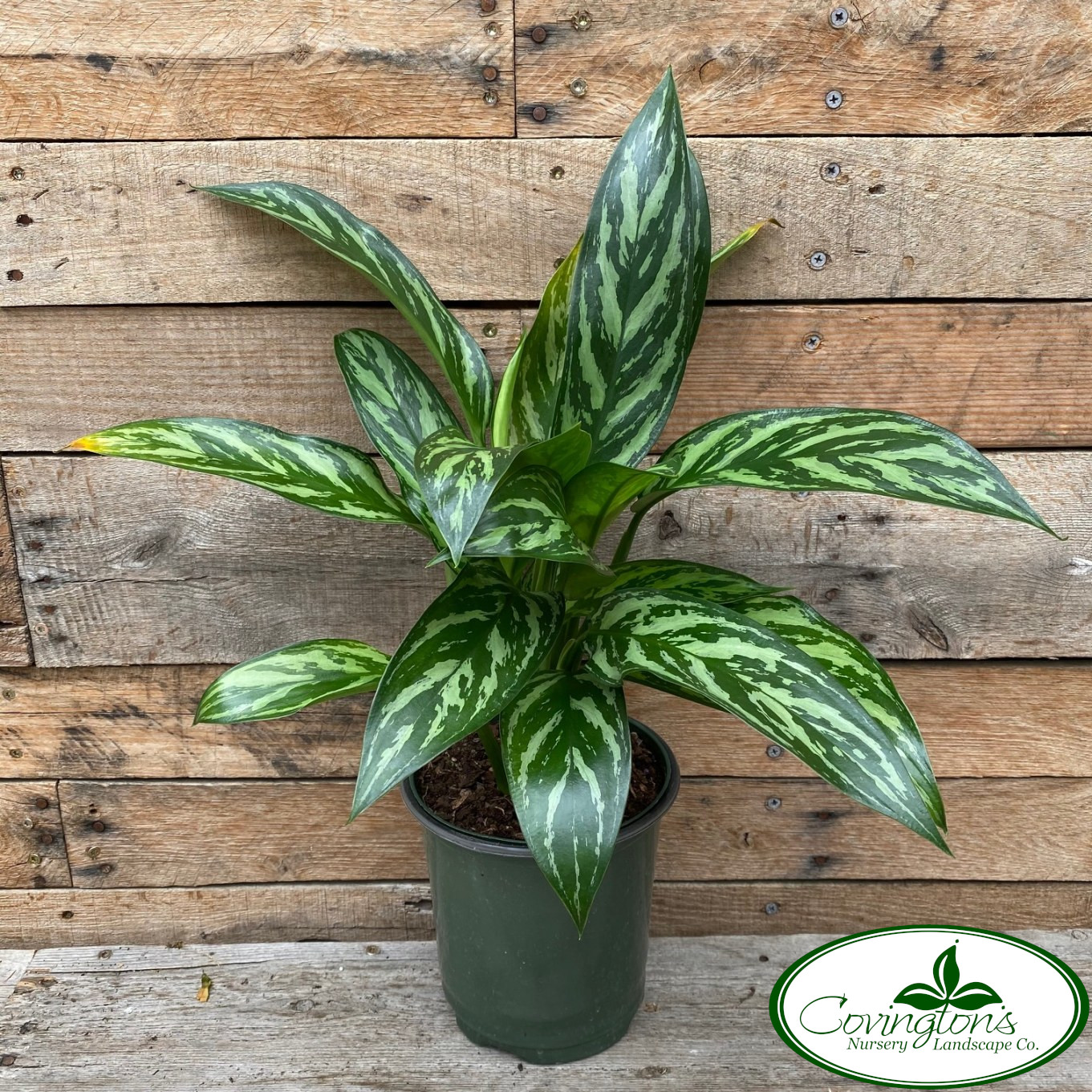 AGLAONEMA maria