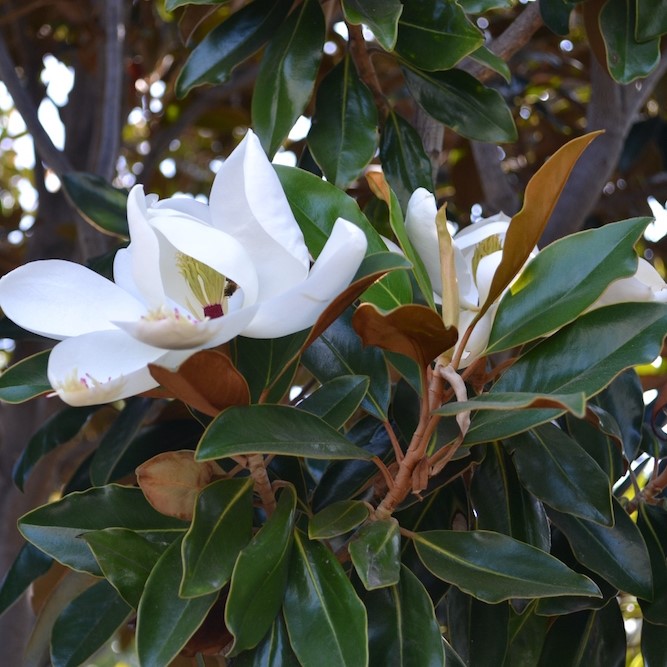 MAGNOLIA little gem – Covingtons