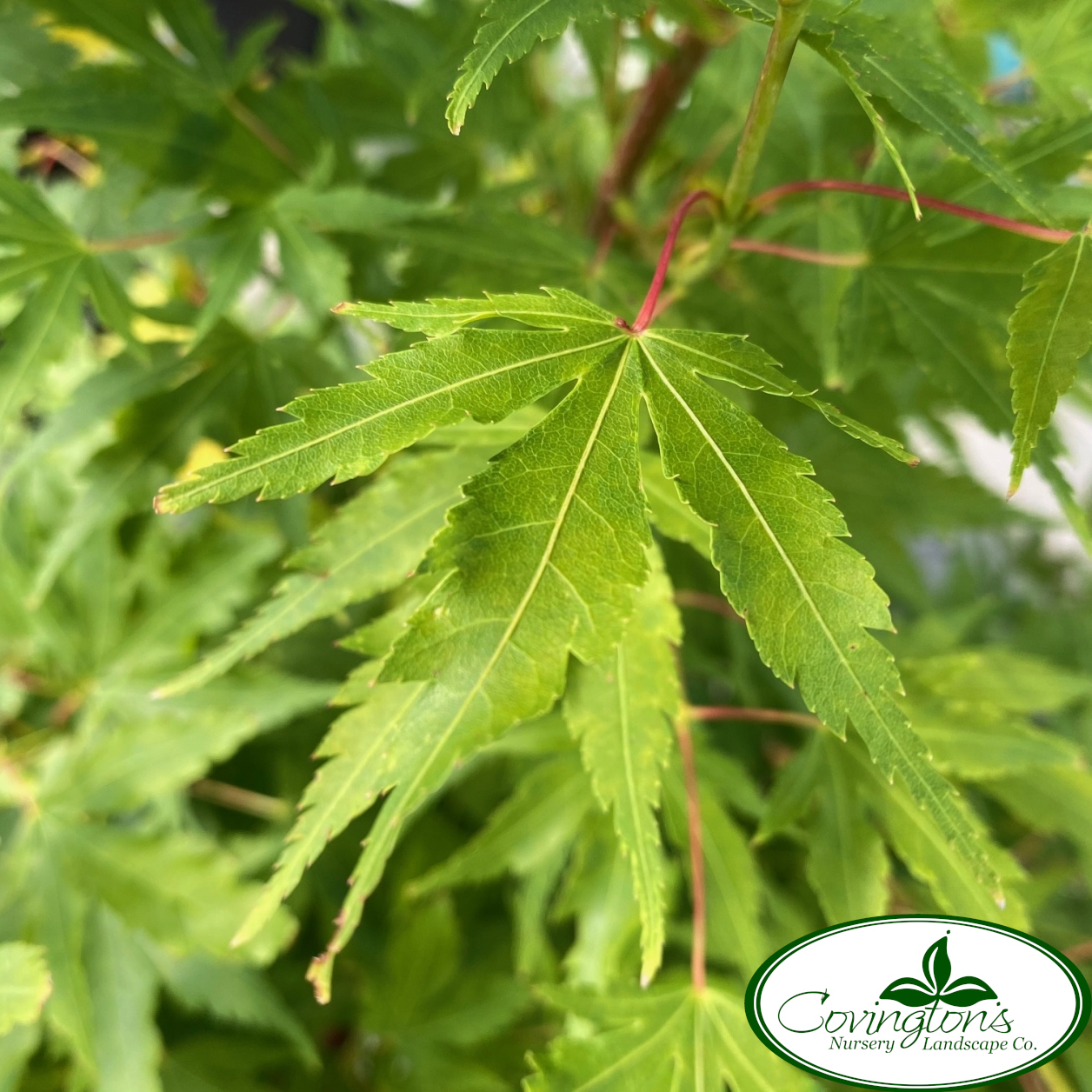 MAPLE jap. coral bark