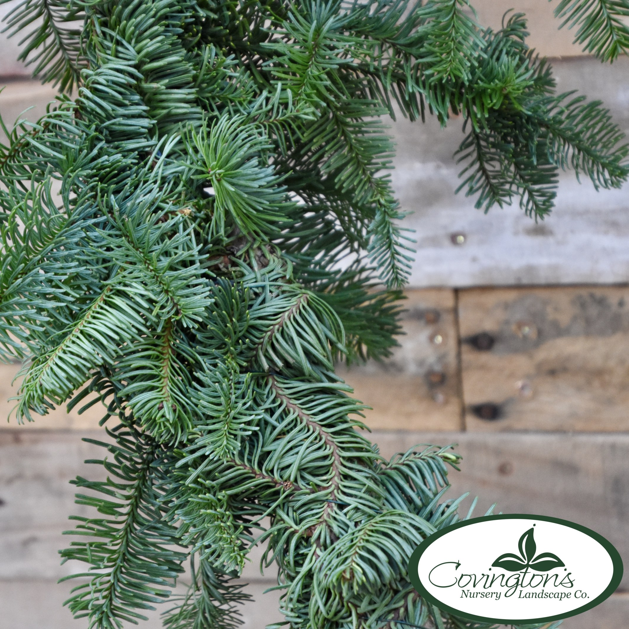 GARLAND NOBLE FIR