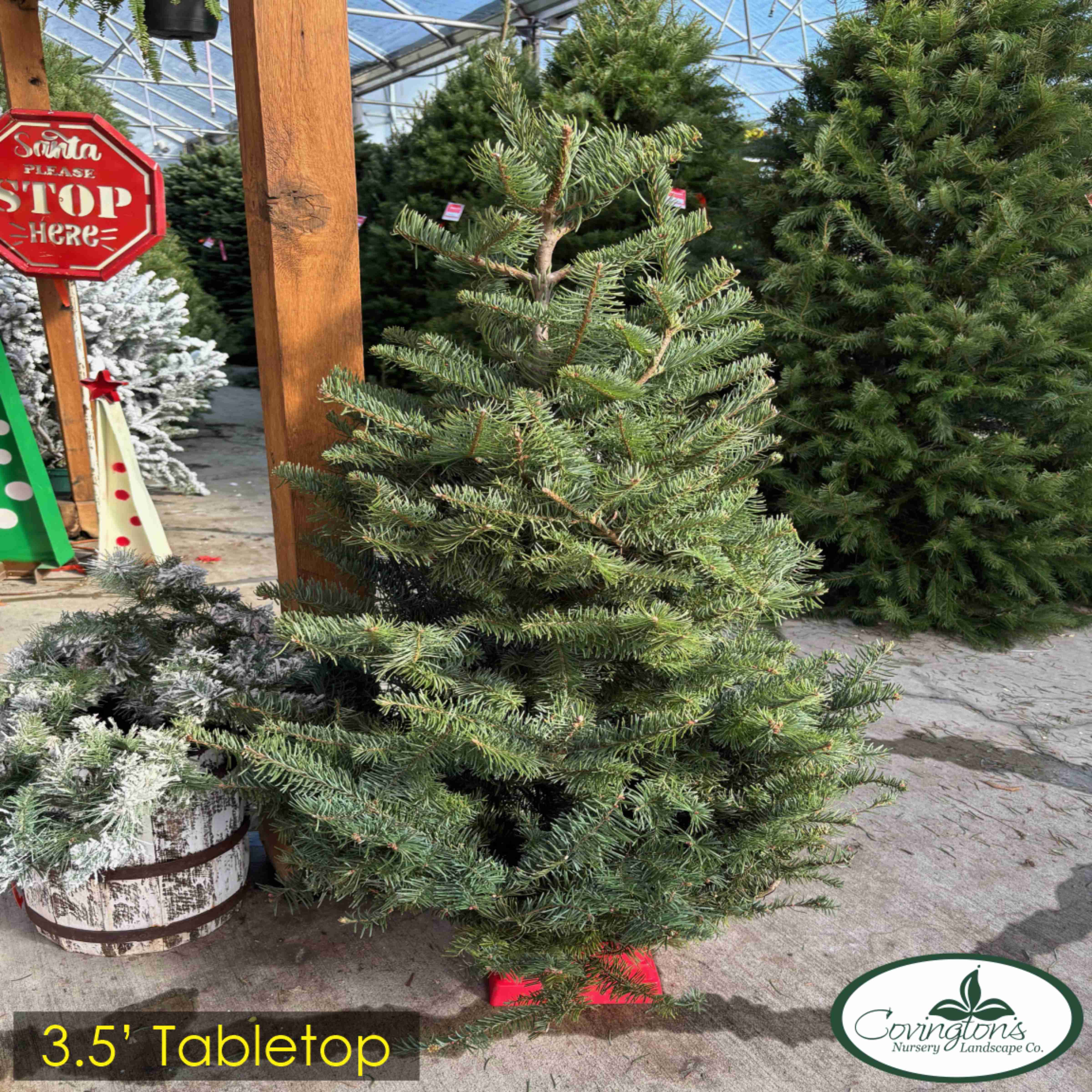 NOBLE FIR 3.5' table top