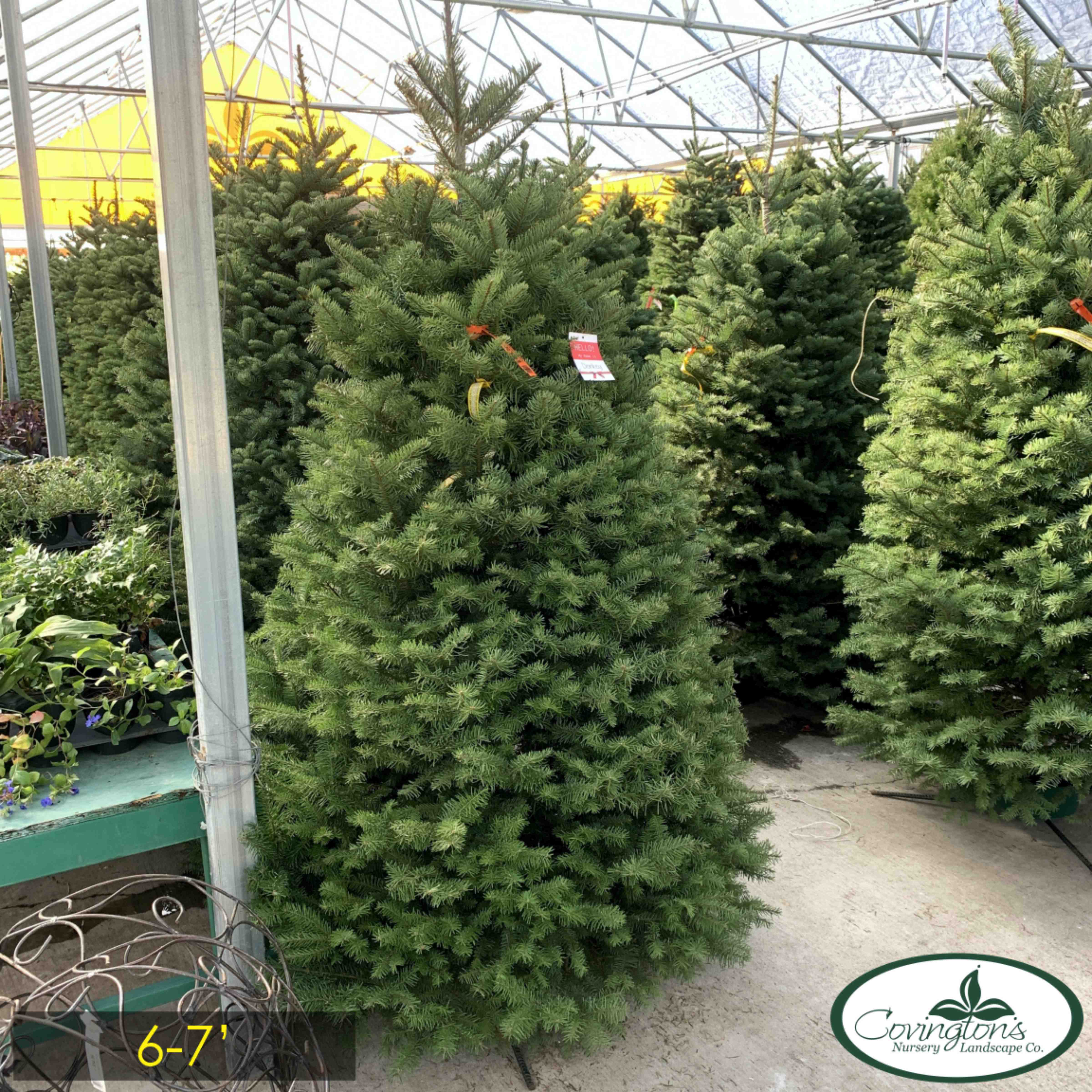 NOBLE FIR 6-7'