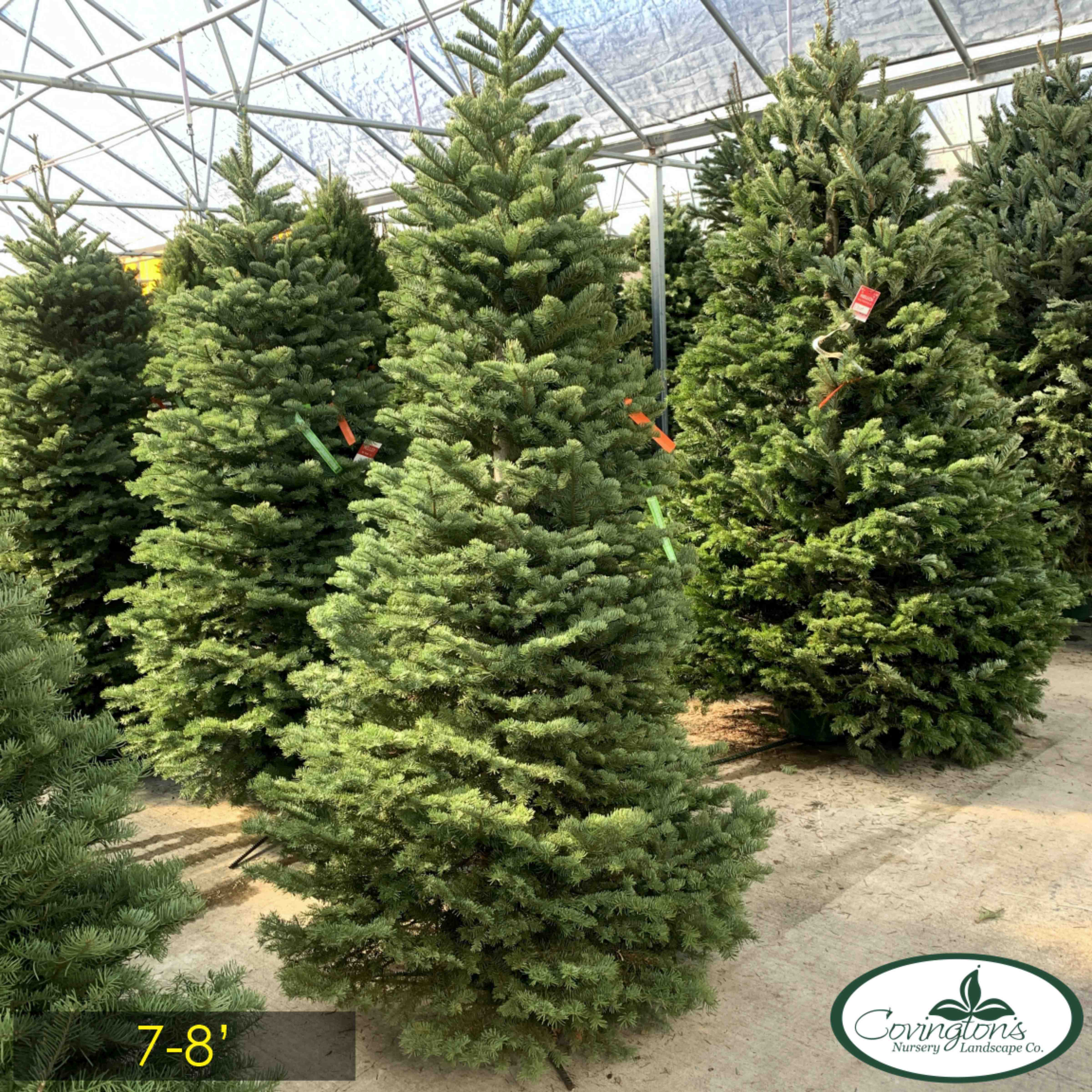 NOBLE FIR 7-8'
