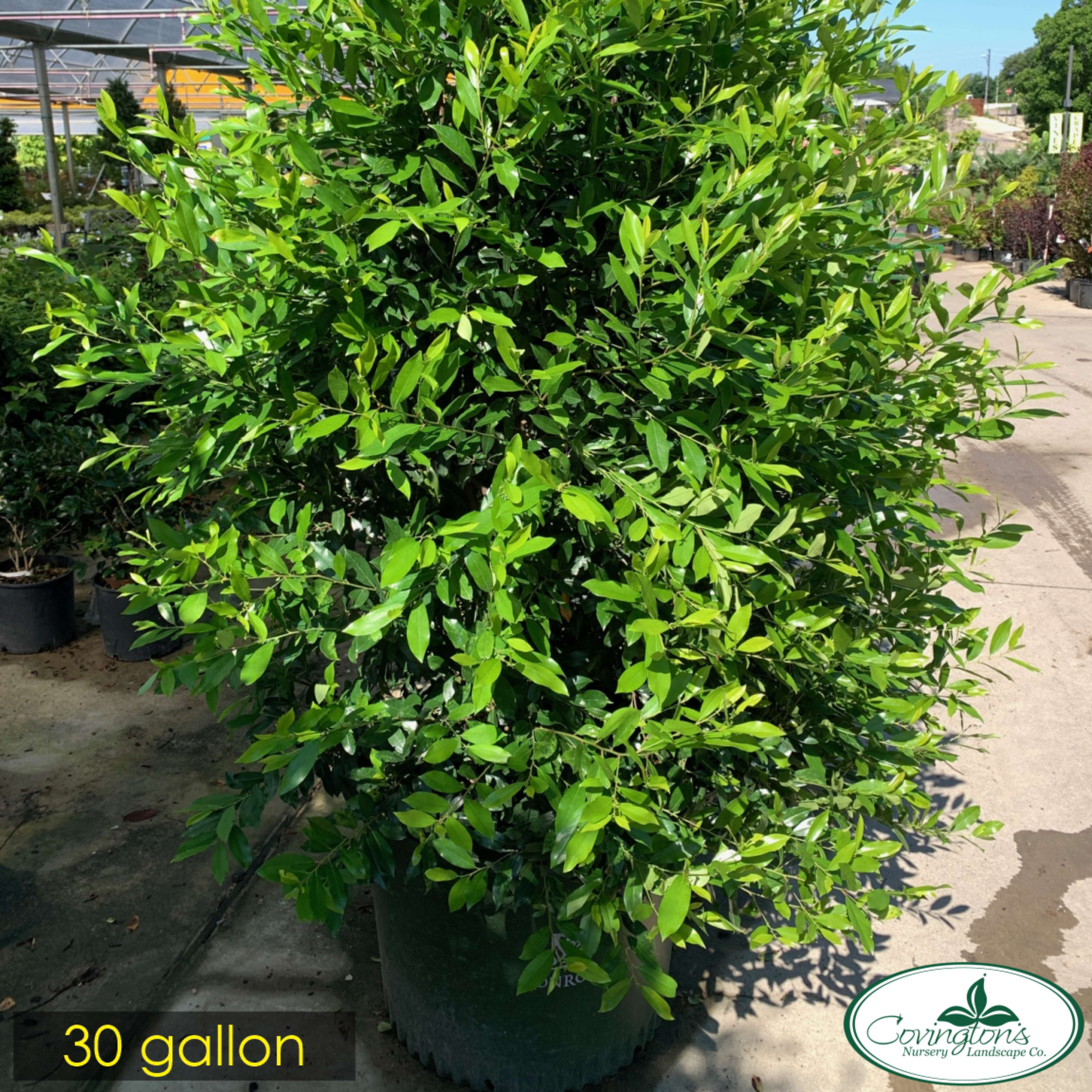 CHERRY LAUREL bright & tight