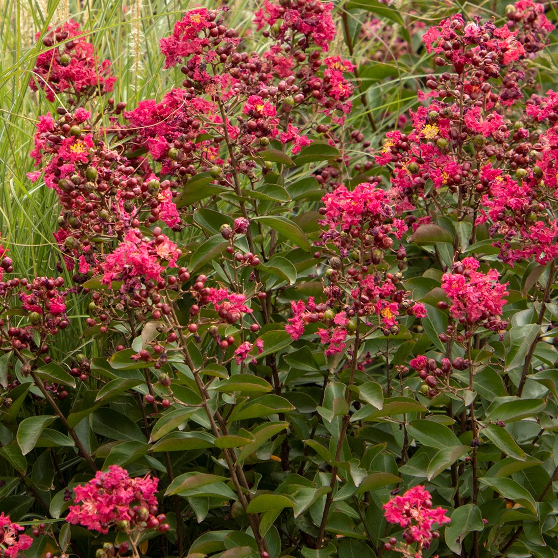 CRAPE MYRTLE petite red imp