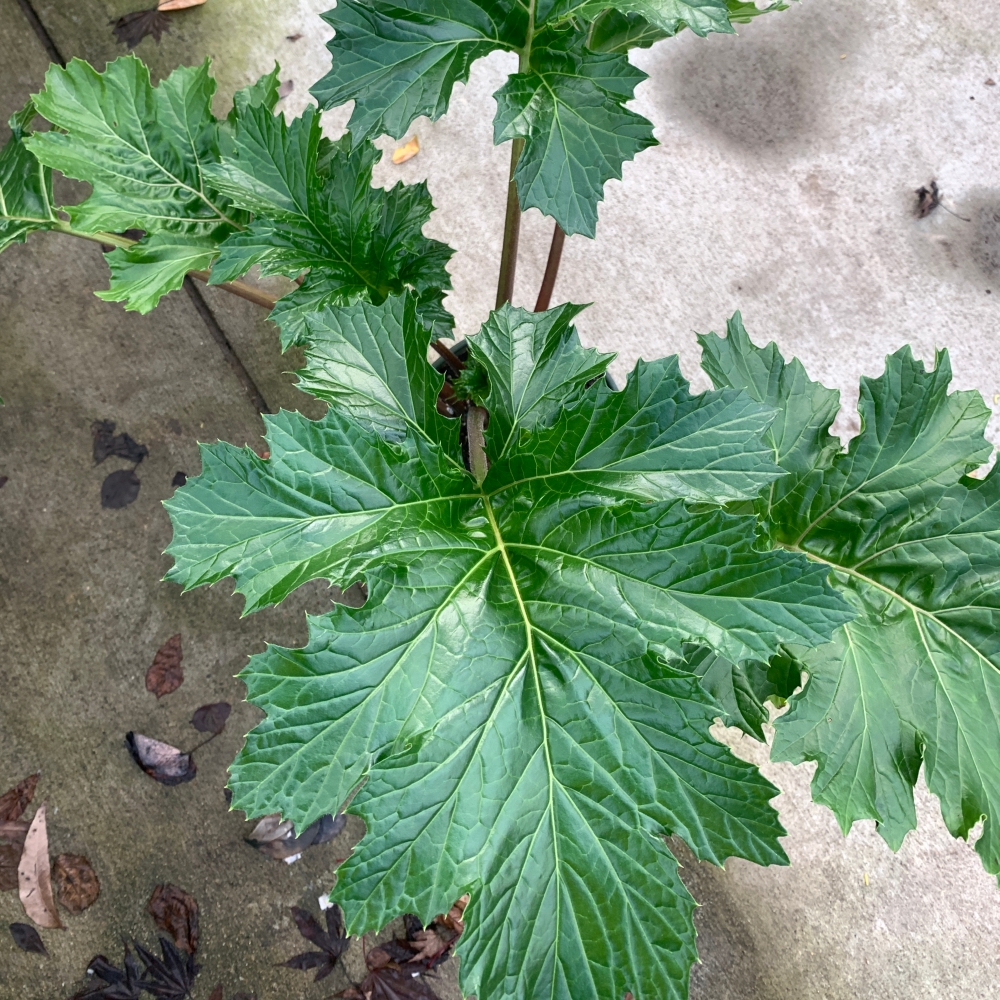 ACANTHUS oak leaf