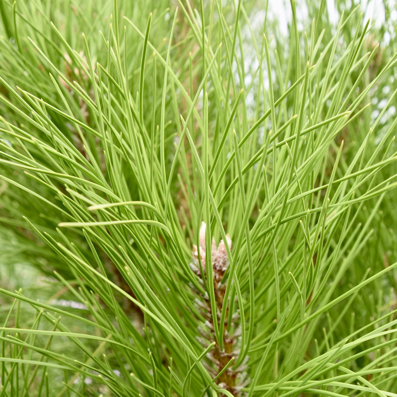 PINE austrian