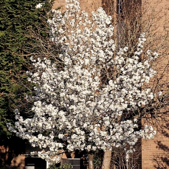 PEAR cleveland select