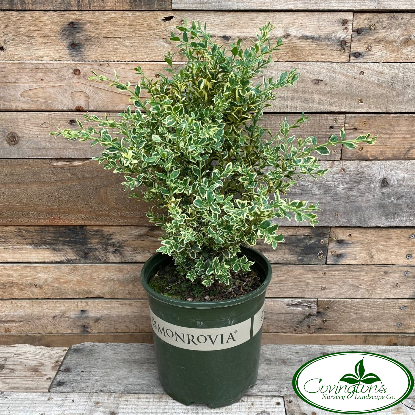 BOXWOOD english variegated