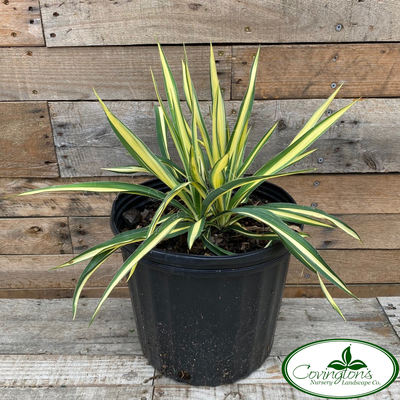 Color Guard Yucca Shrub - 2.25 Gallon Container, Variegated Green & Yellow Evergreen Landscape Plant