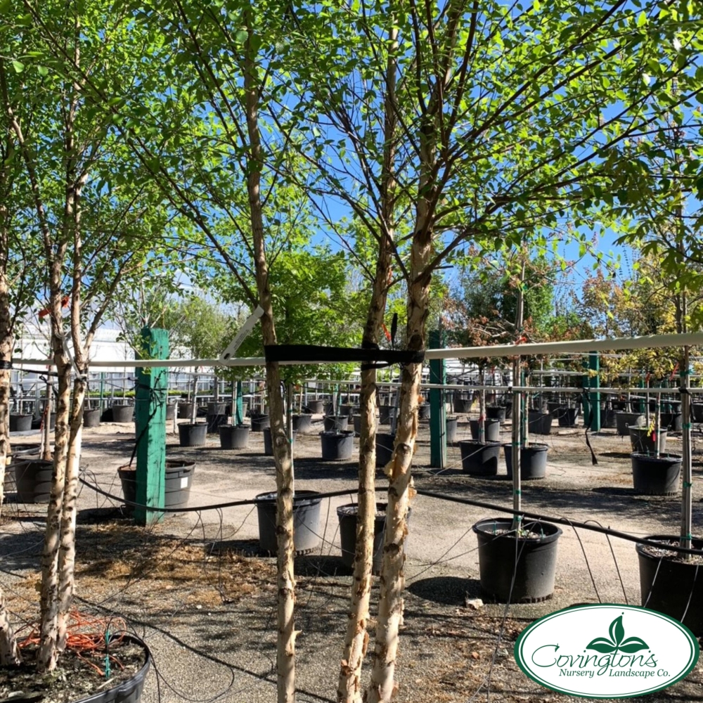 RIVER BIRCH dura heat