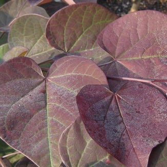 REDBUD burgundy hearts