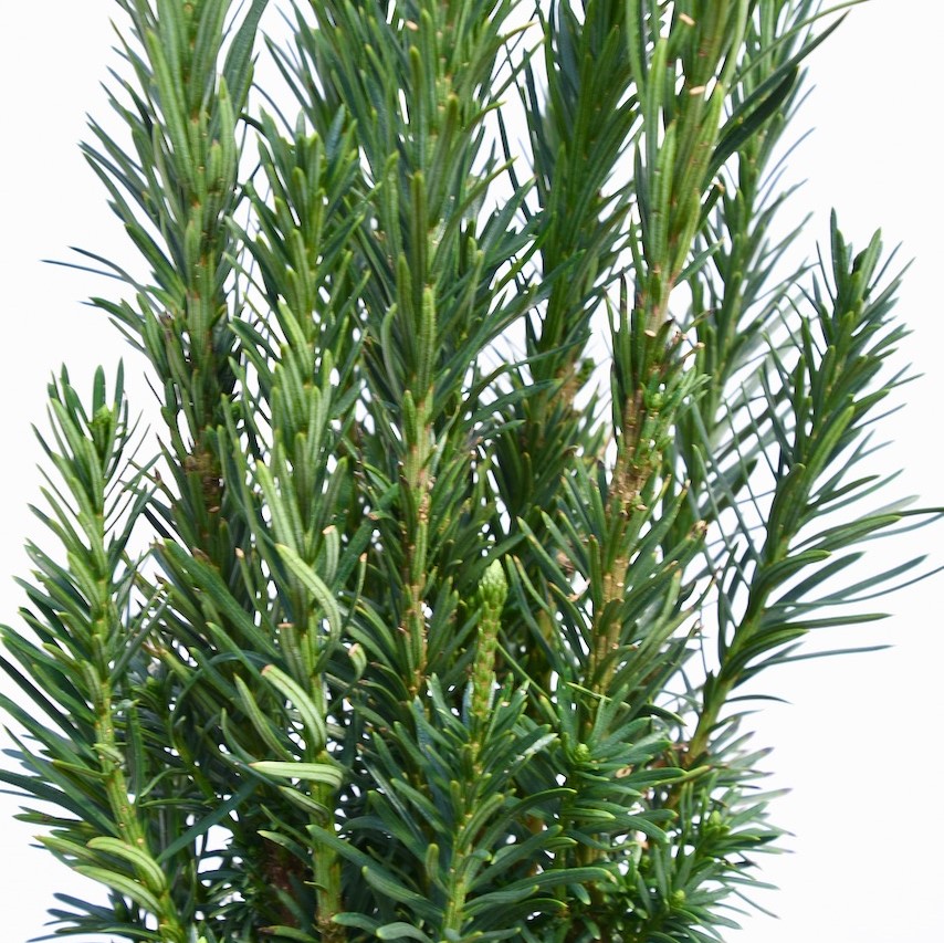 YEW upright plum