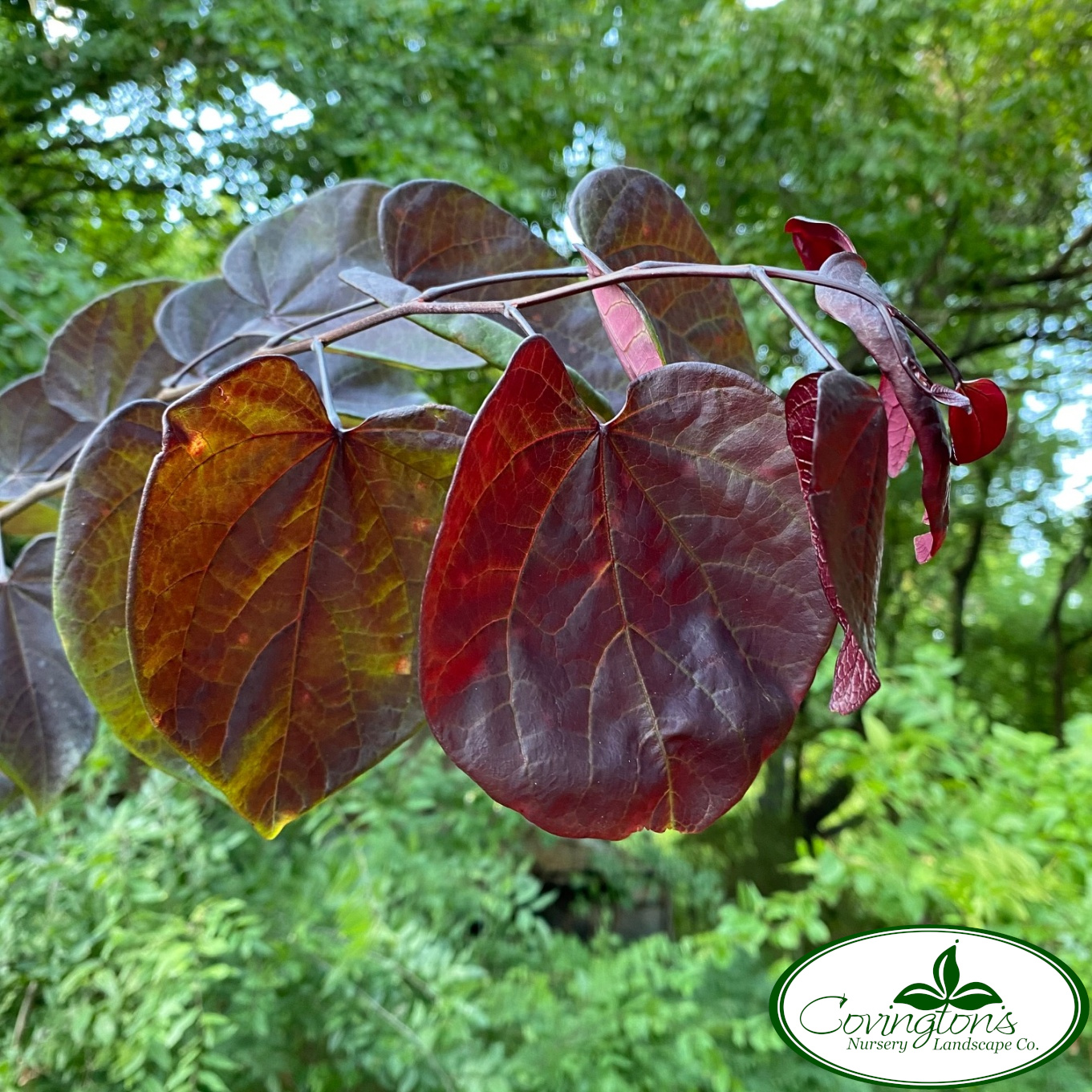 REDBUD burgundy hearts