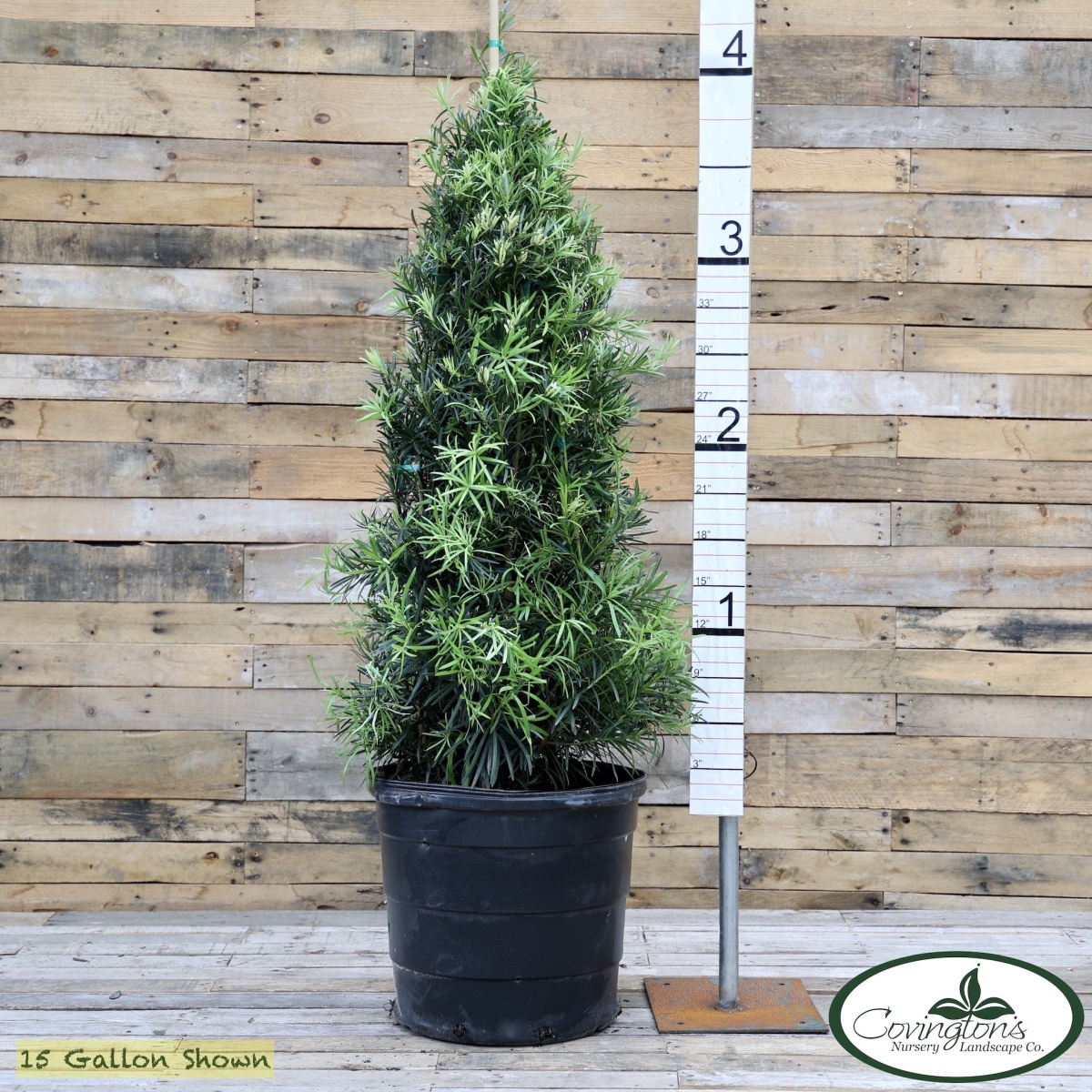 PODOCARPUS japanese yew cone