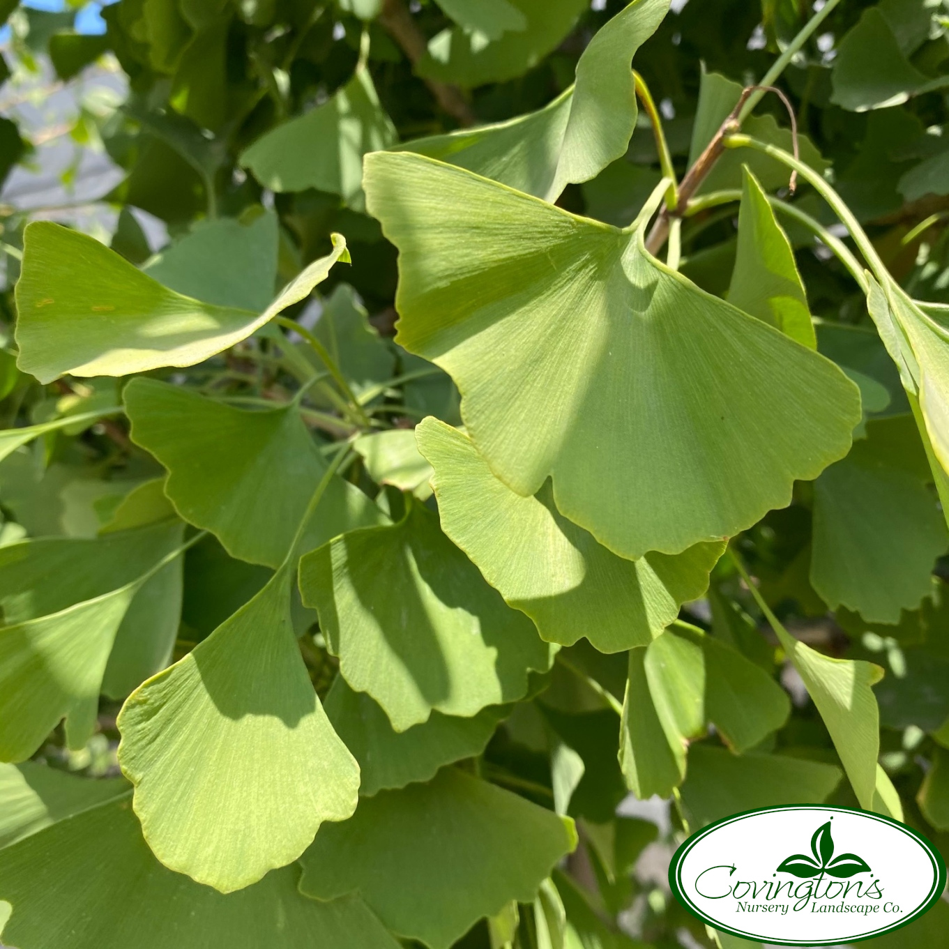 GINKGO autumn gold