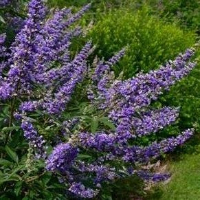 VITEX delta blues