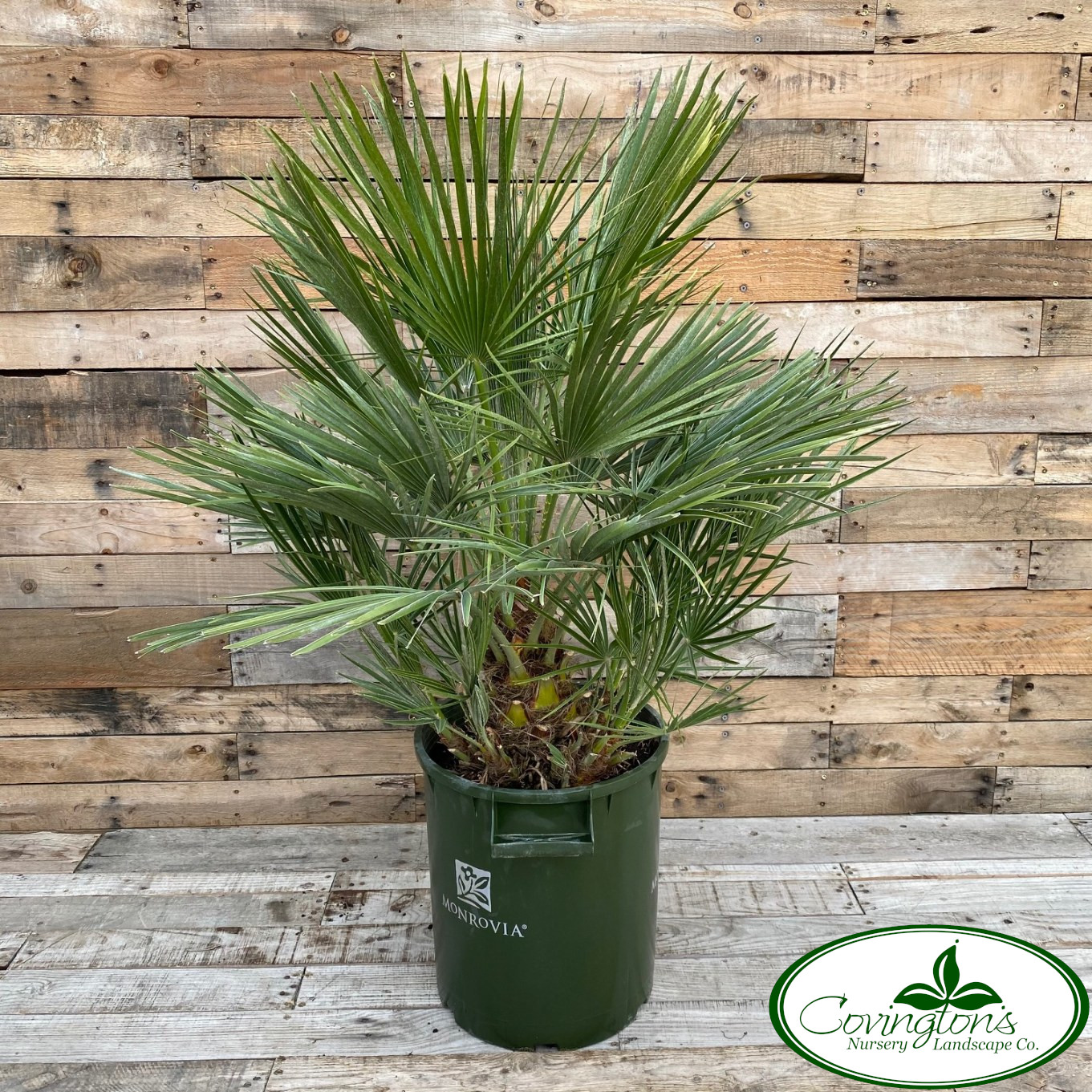 PALM mediterranean fan