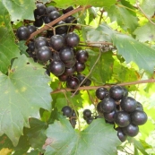 GRAPE MUSCADINE southland
