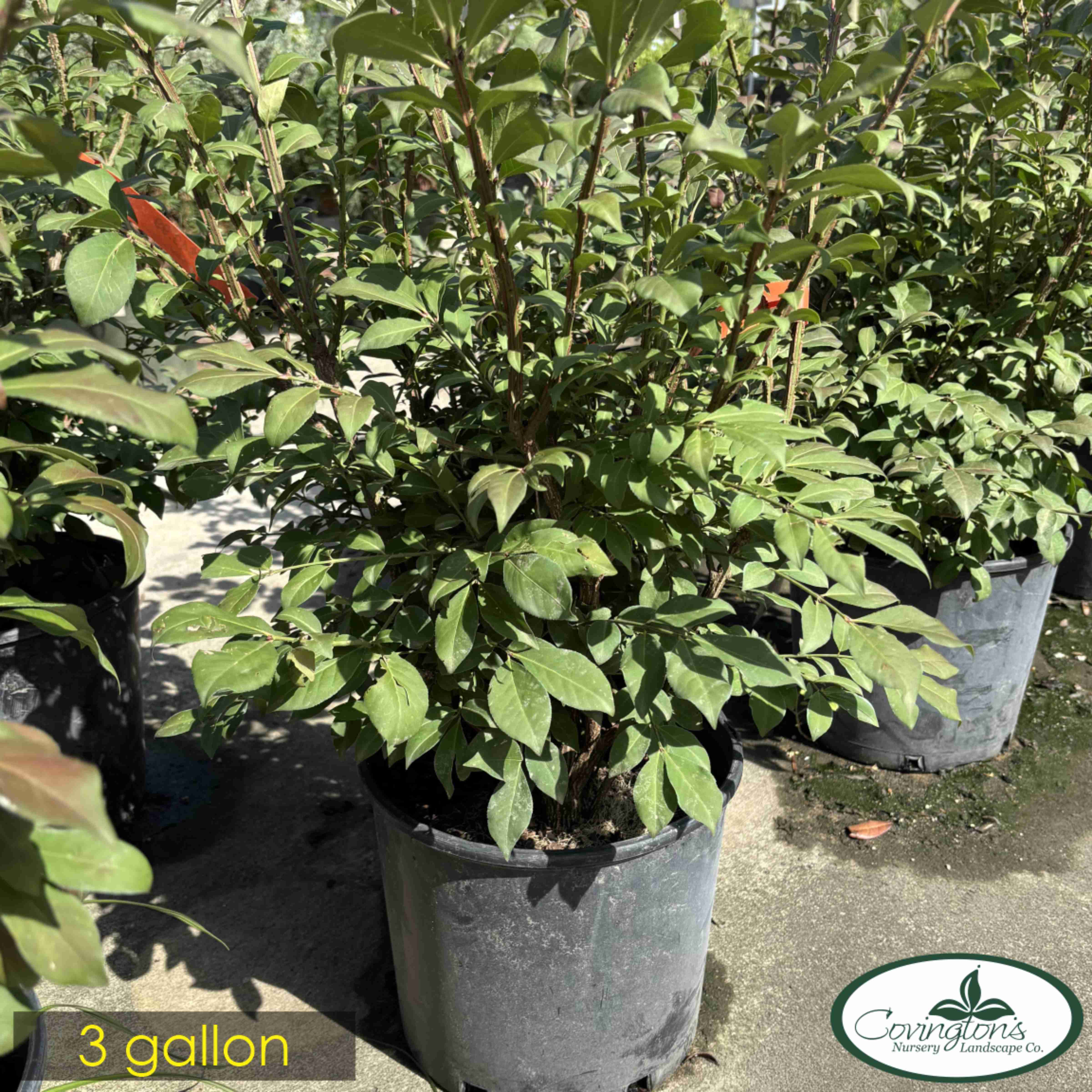 EUONYMUS dwarf burning bush