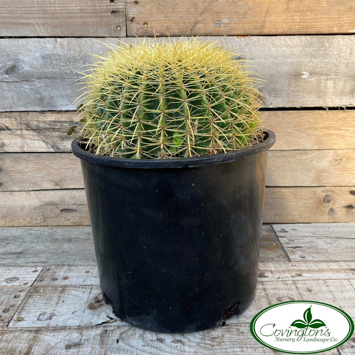 CACTUS golden barrel