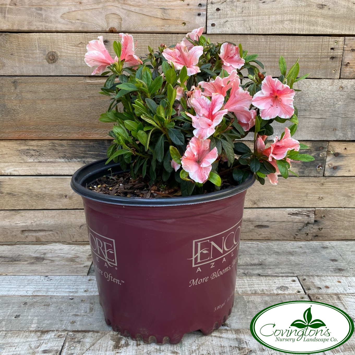 AZALEA ENCORE® sunburst – Covingtons