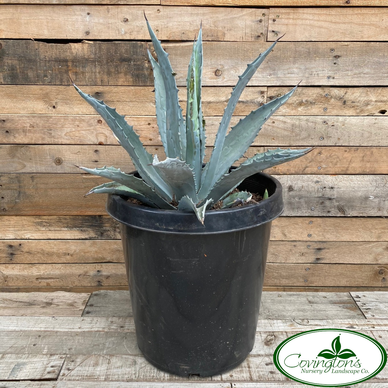 AGAVE americana – Covingtons