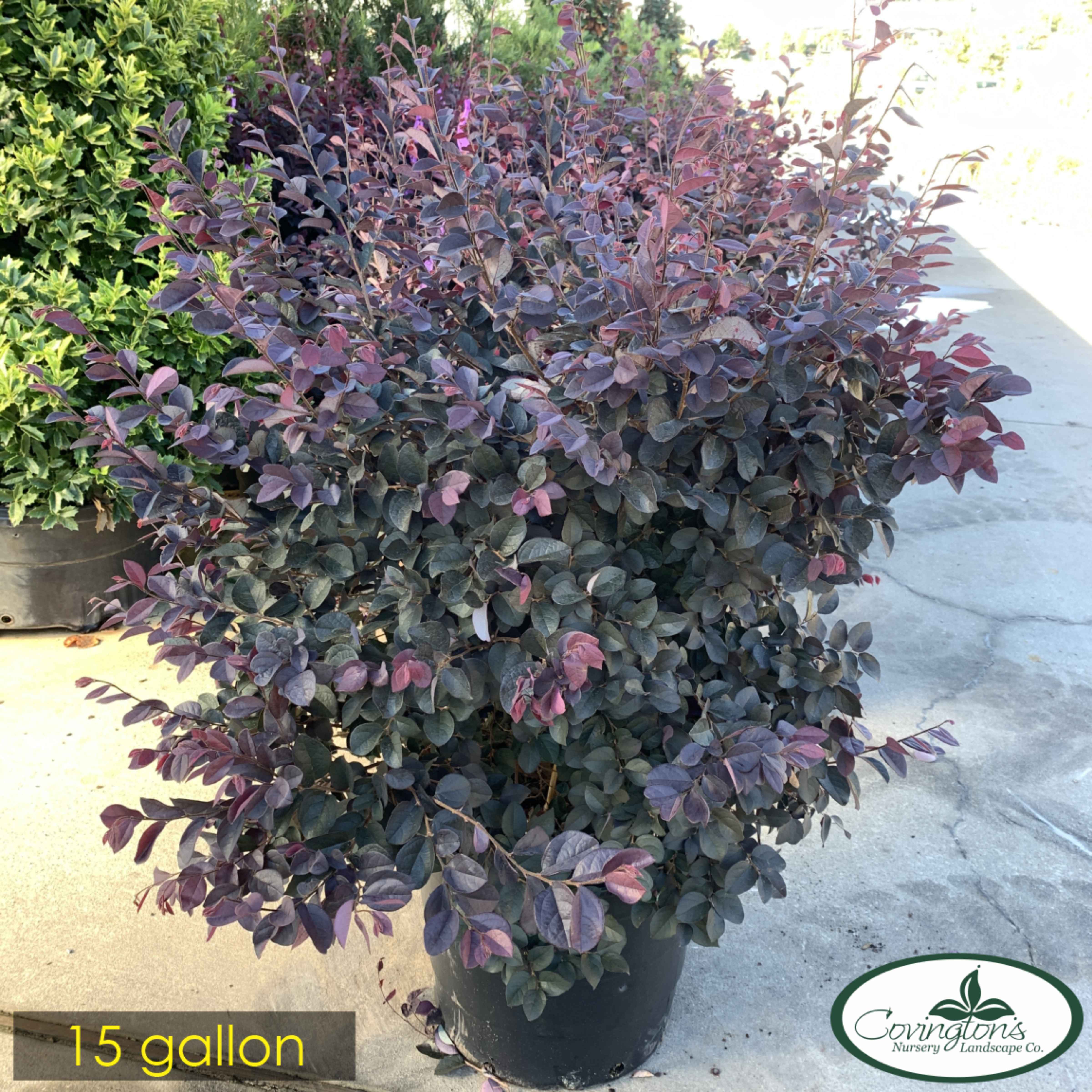 LOROPETALUM carolina midnight