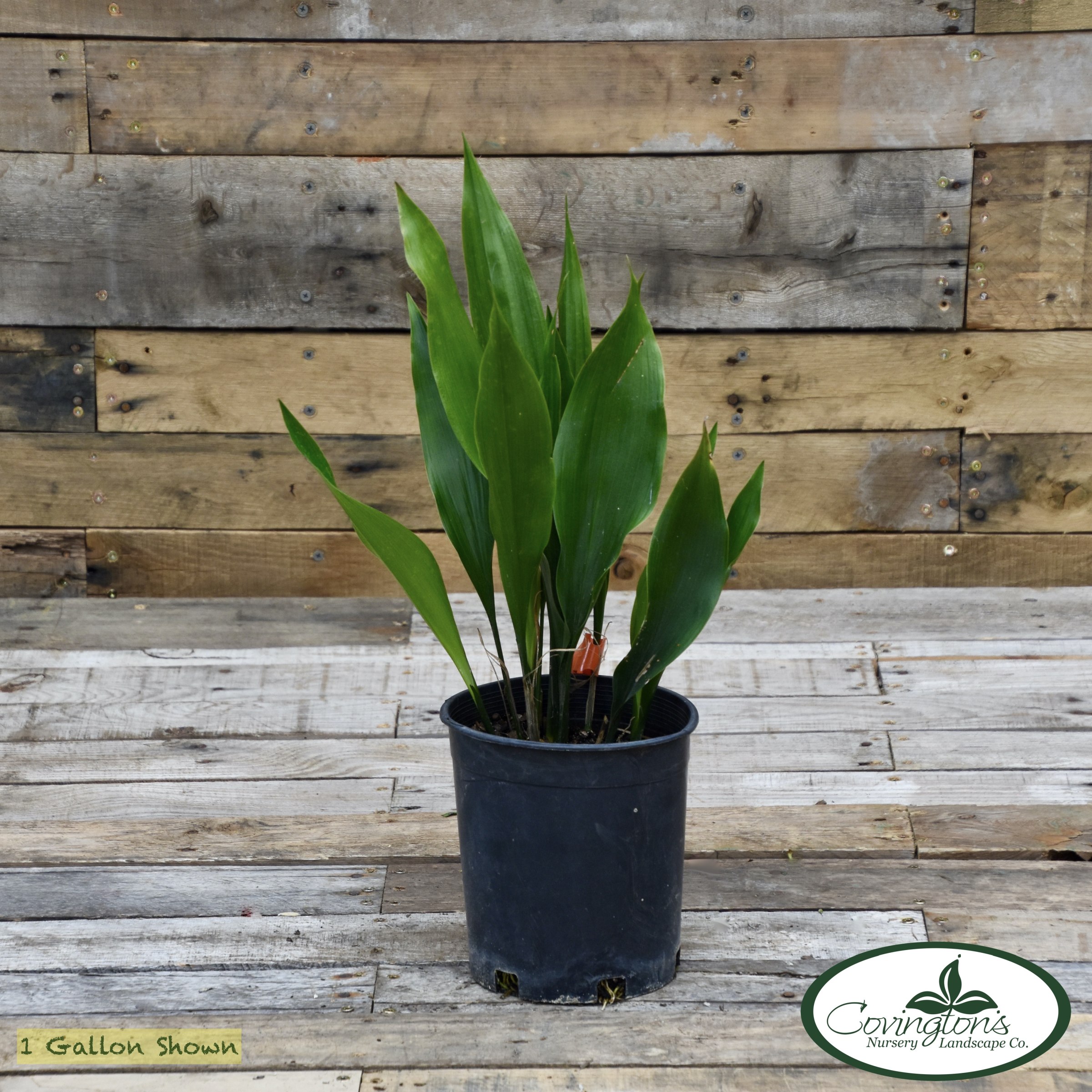 ASPIDISTRA dwarf tiny tank Covingtons