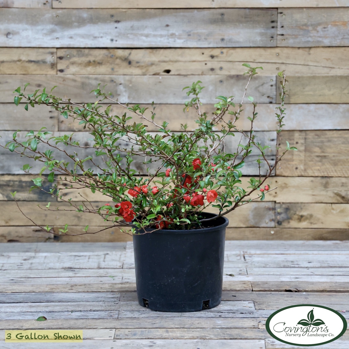 QUINCE texas scarlet
