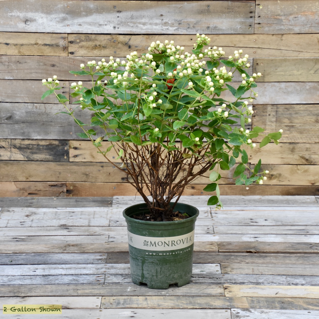 HYPERICUM floralberry champagn