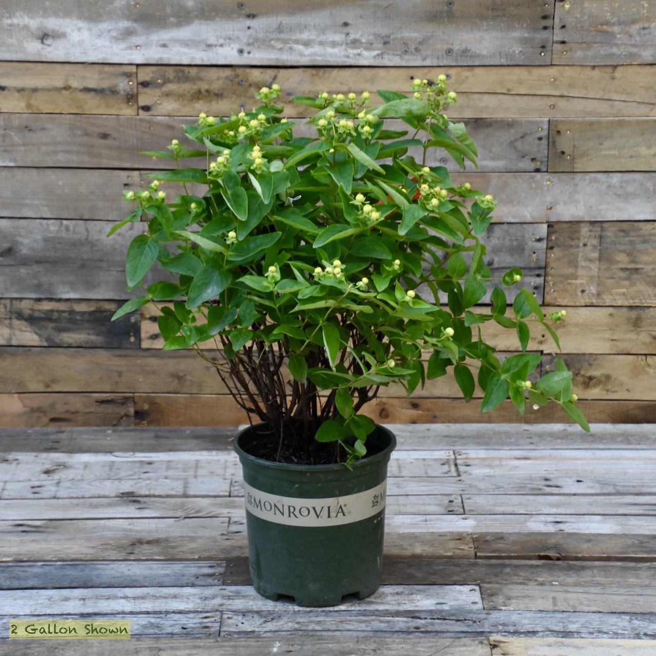 HYPERICUM floralberry chardnay