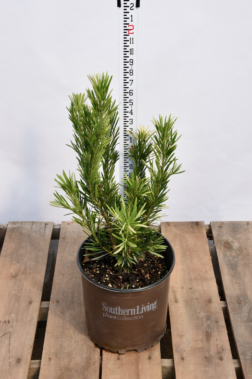 PODOCARPUS roman candle