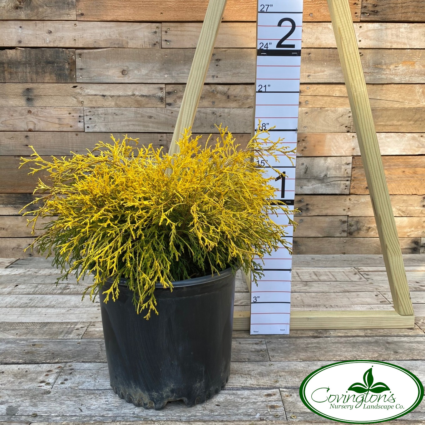 FALSECYPRESS gold mop