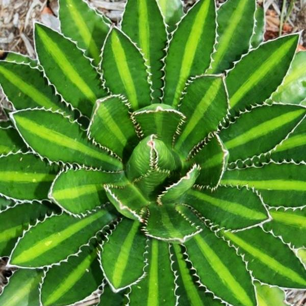 AGAVE splendida