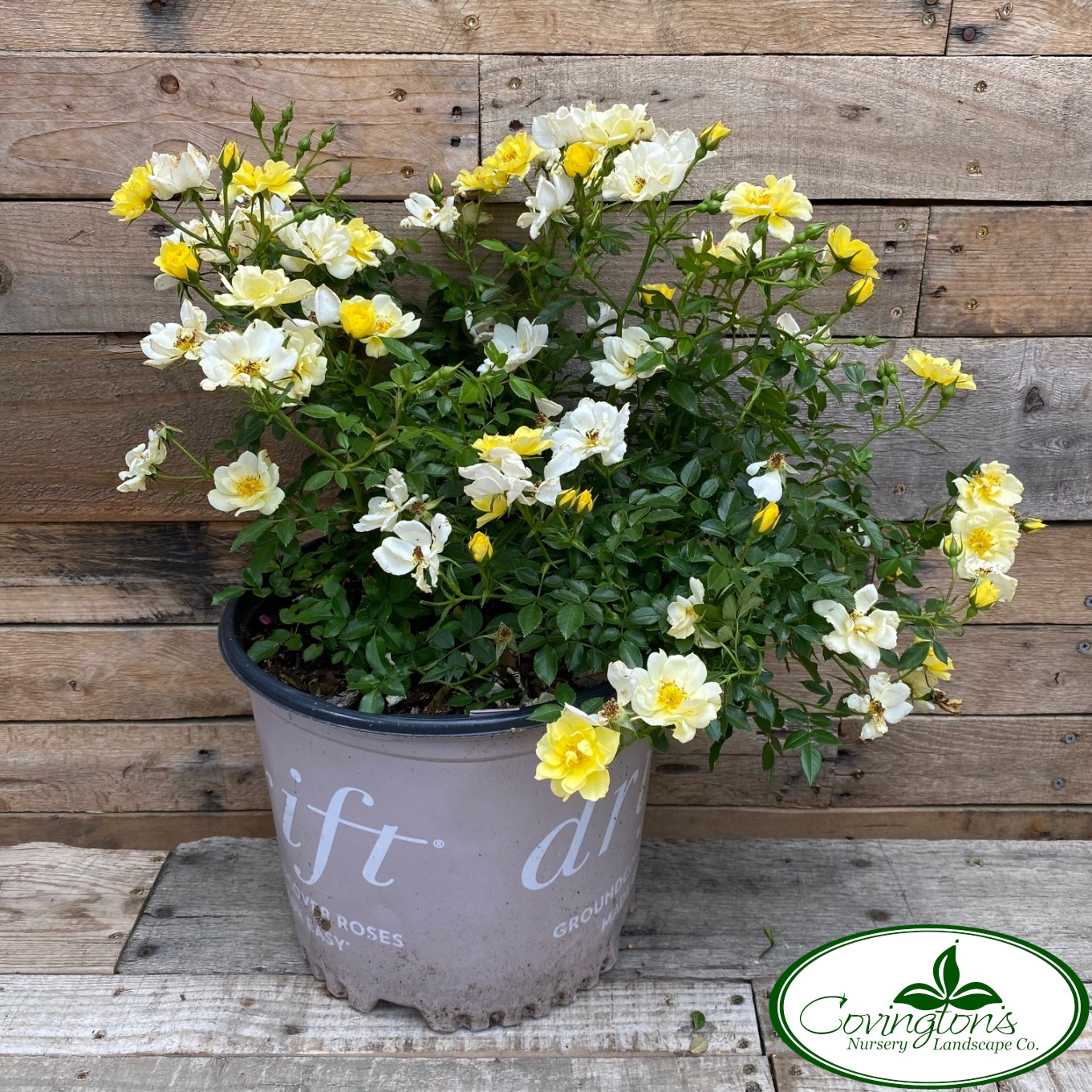 ROSE DRIFT LEMON – Covingtons