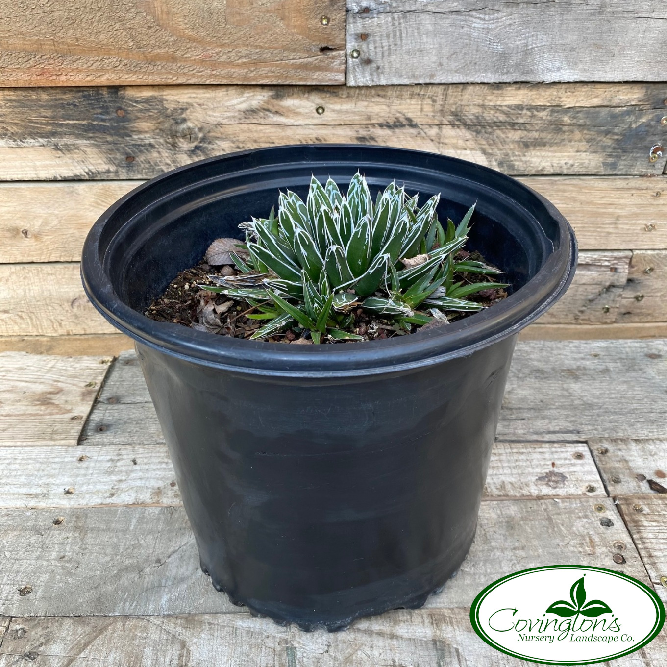 AGAVE queen victoria