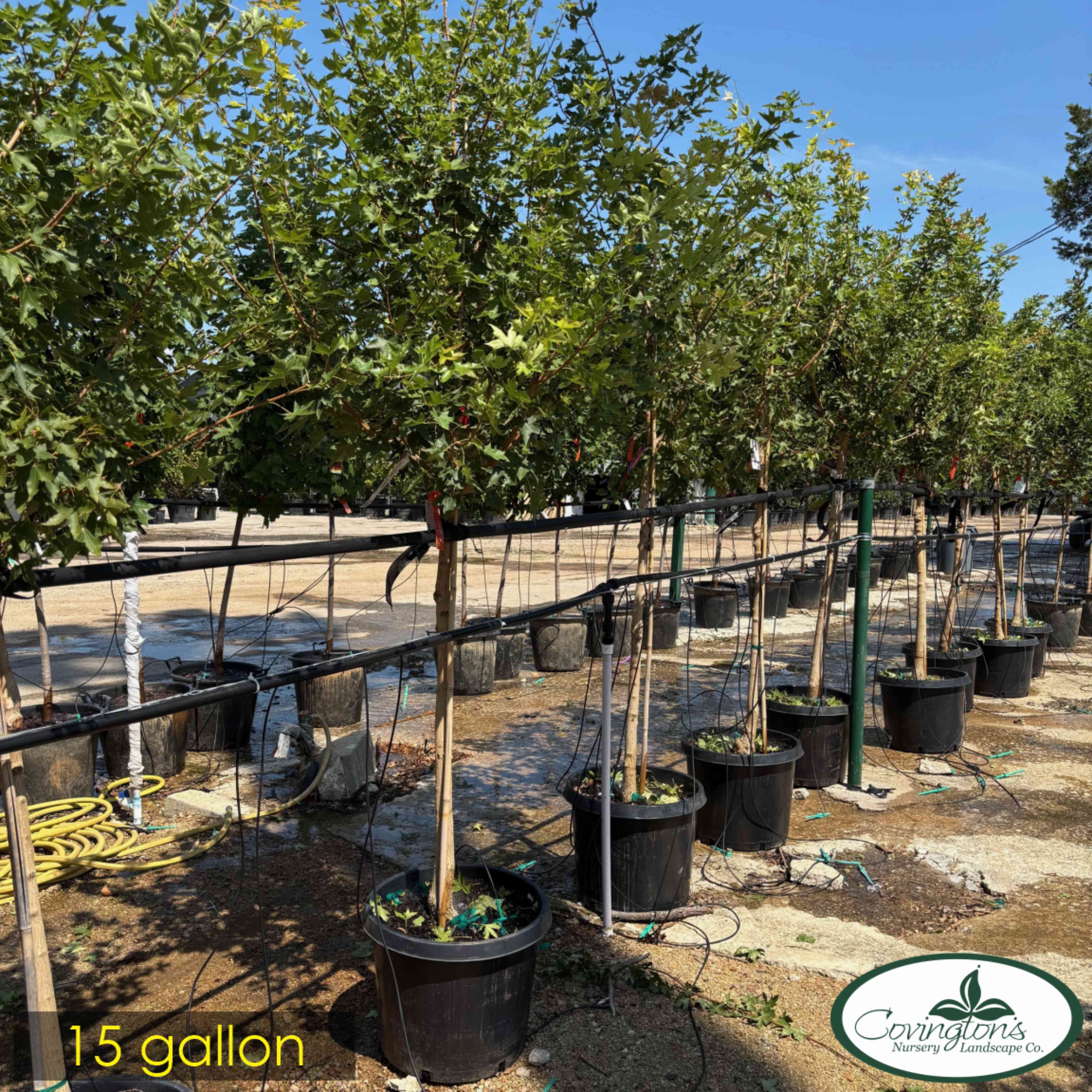 MAPLE shantung fire dragon