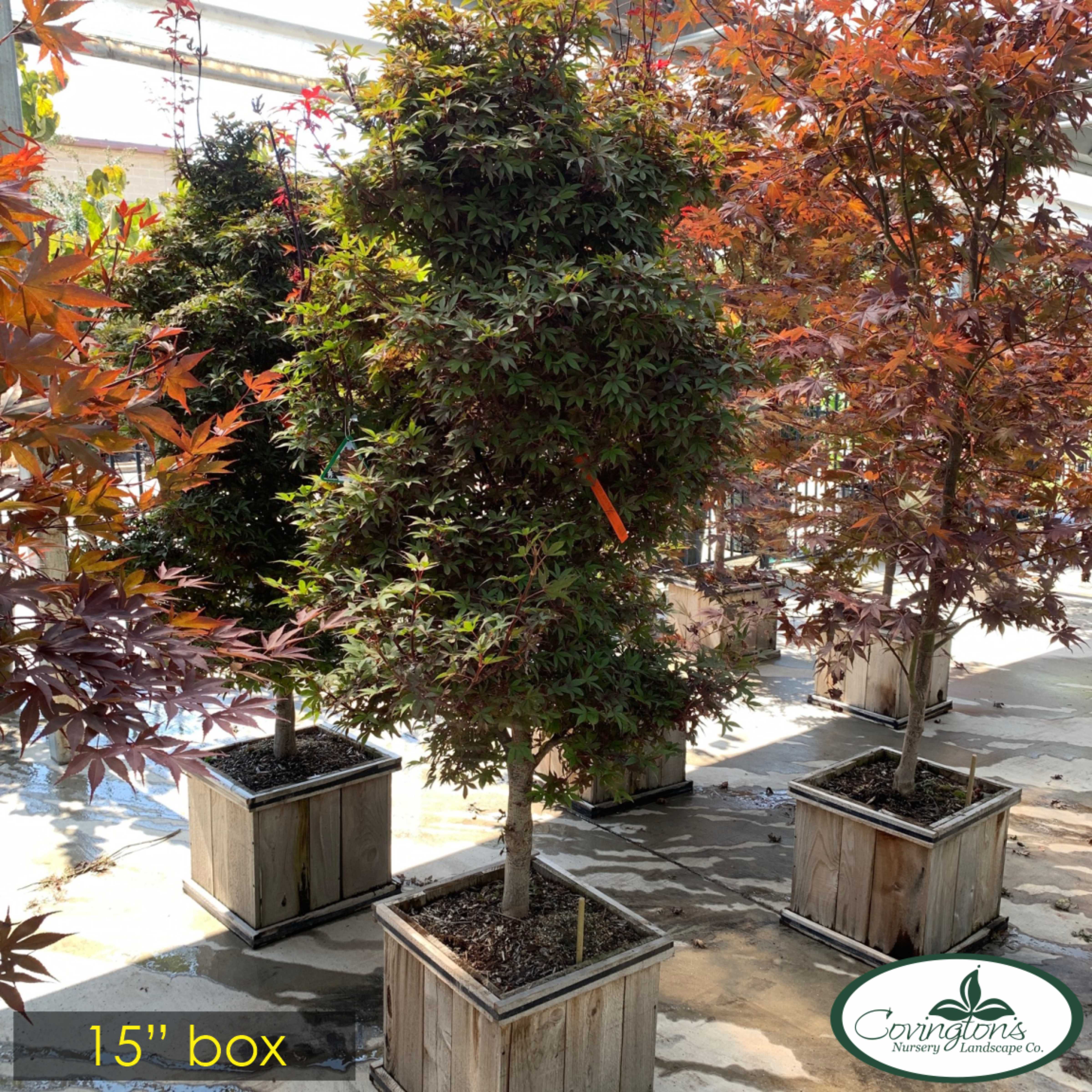 MAPLE jap. twombly's sentinel