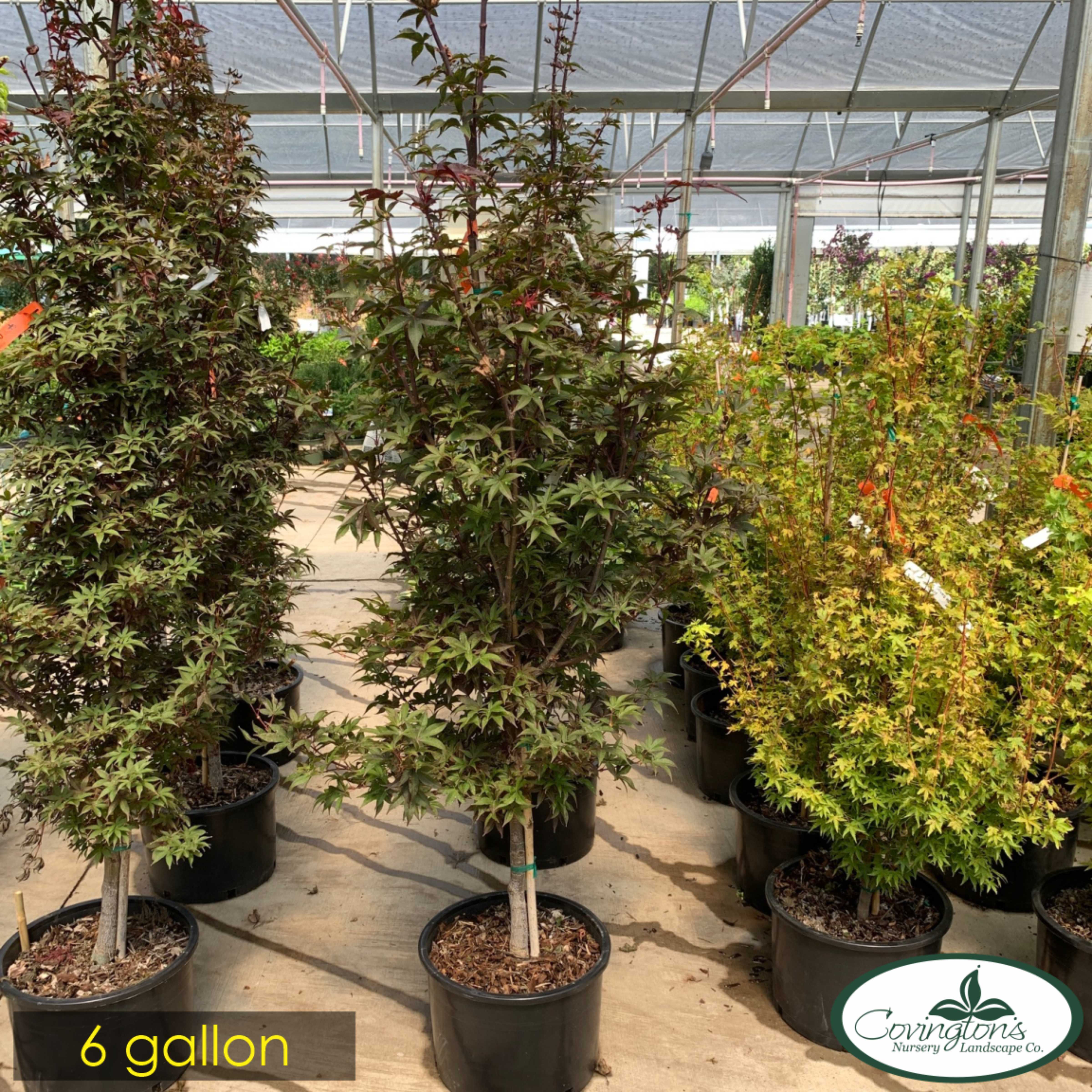 MAPLE jap. twombly's sentinel