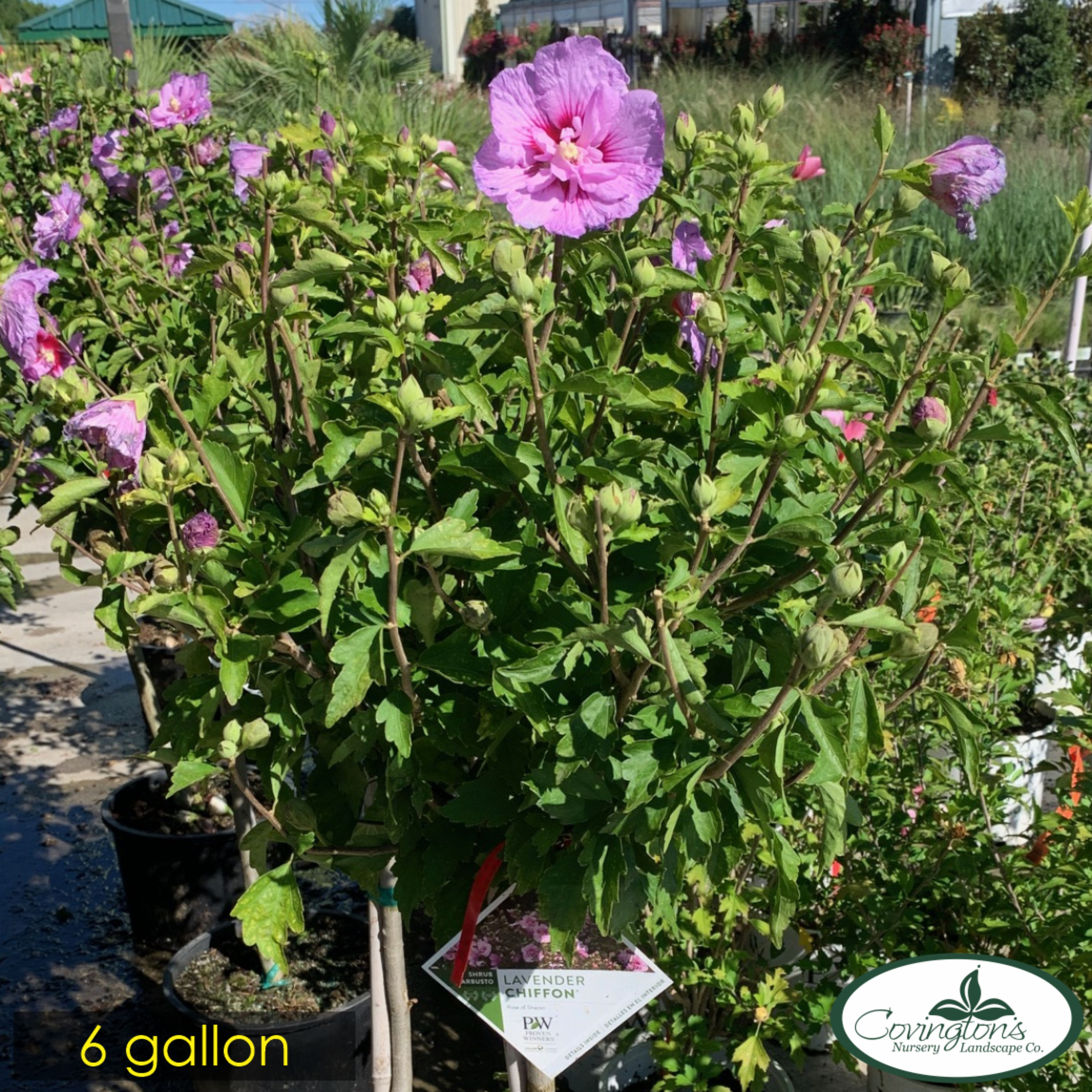 ALTHEA lavender chiffon patio