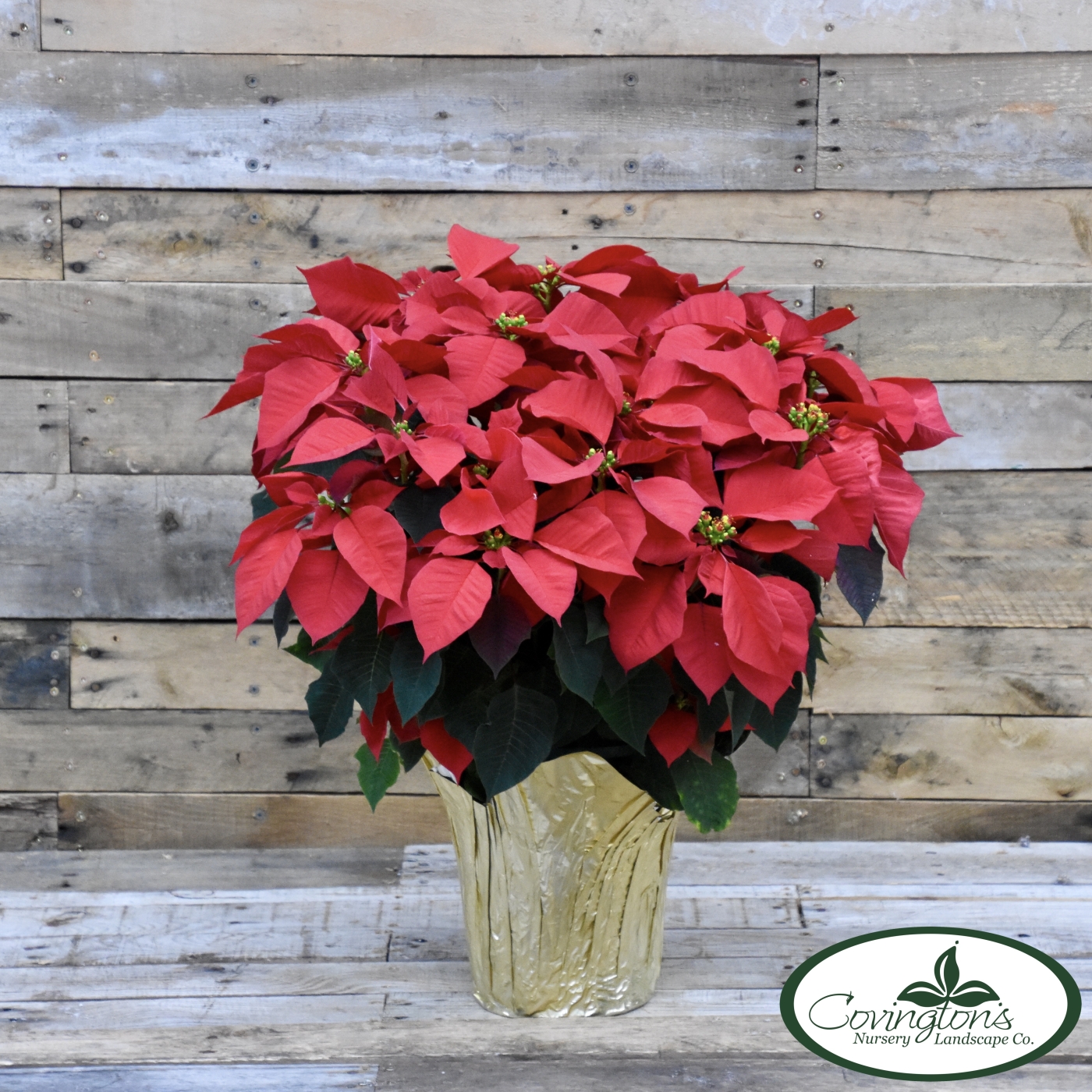 poinsettia-covingtons