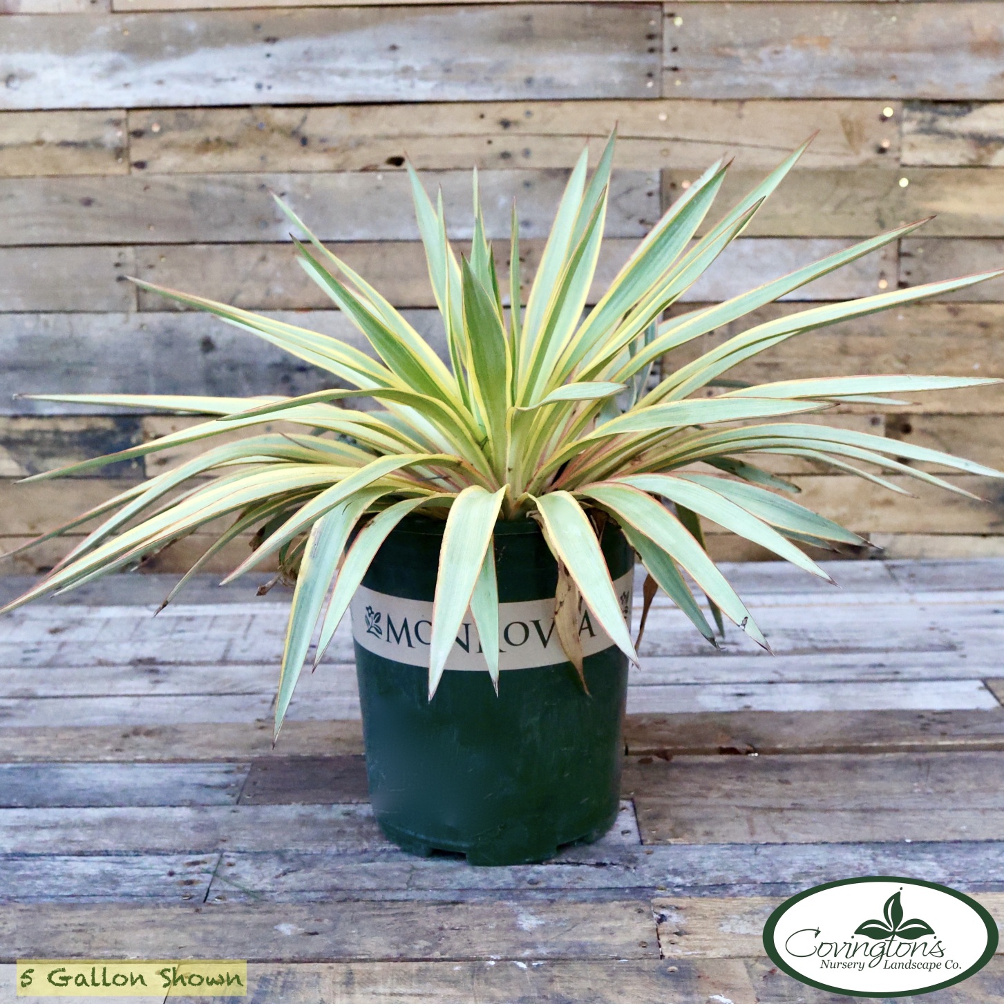 YUCCA bright star