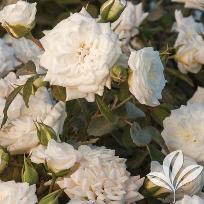 DRIFT ROSE WHITE