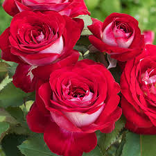 LOVE AT FIRST SIGHT ROSE