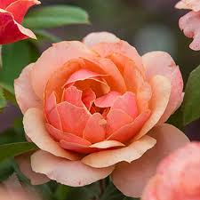 STATE OF GRACE ROSE